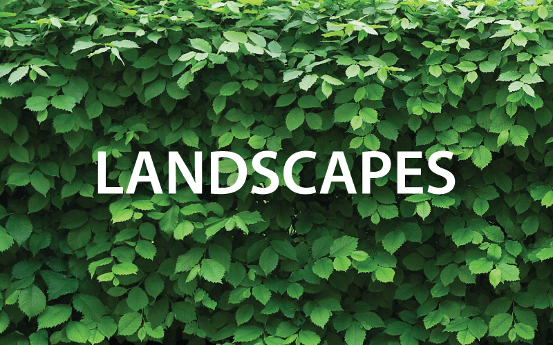 Lethbridge, Alberta, Landscaping, Landscapes, Landscape contractor, Landscape design Lethbridge. Landscapes, red bushes